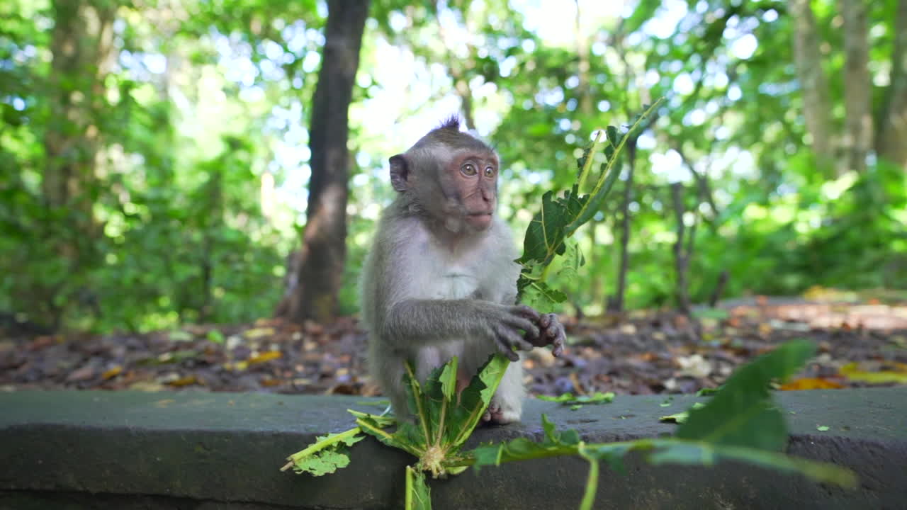 pequeño mono sentado comiendo en la jungla