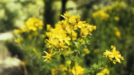 wildflowers, in los andes mountains of chile