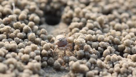 little soldier crab on the beach