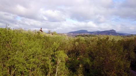 antena de miles de murciélagos frugívoros volando en un bosque en el parque nacional carnarvon