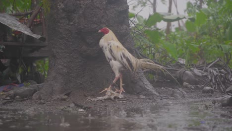 Hahnhuhn,-Das-An-Regnerischen-Tagen-Im-Hinterhof-Draußen-Eingeweicht-Wurde