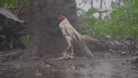 pollo gallo empapado afuera durante el día lluvioso en el patio trasero