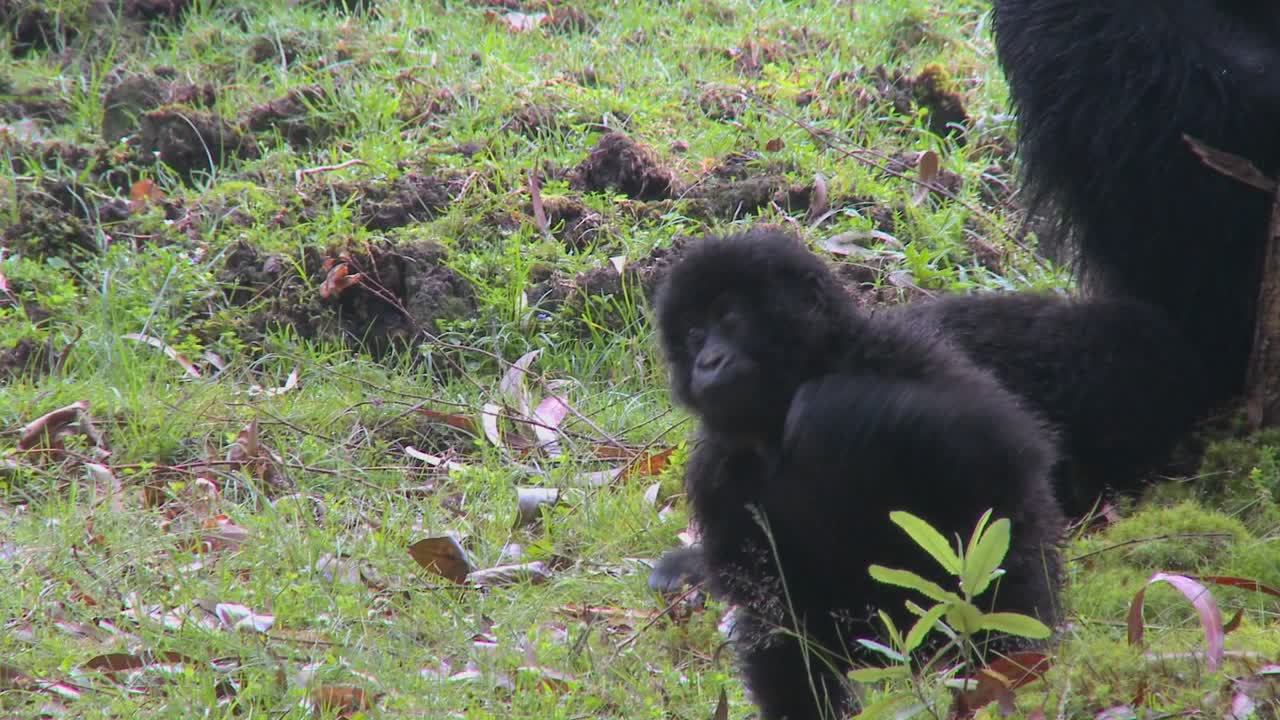 Un cucciolo di gorilla gioca a terra in Ruanda