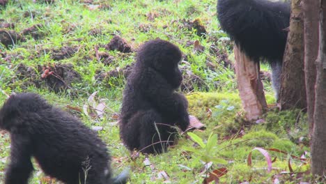 a baby gorilla plays on the ground in rwanda