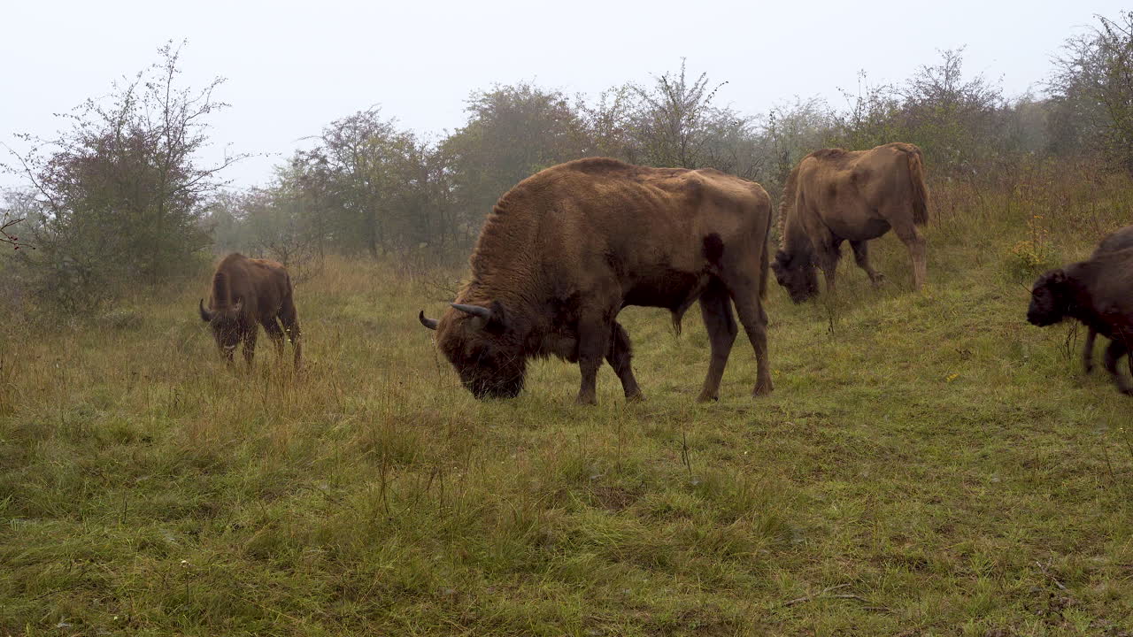 manada de bisontes europeos con terneros pastando en una tupida estepa,niebla,chequia