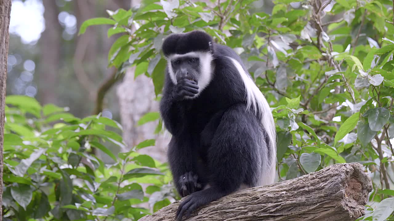 un solo mono colobo blanco y negro está sentado en un tronco de árbol comiendo frutas