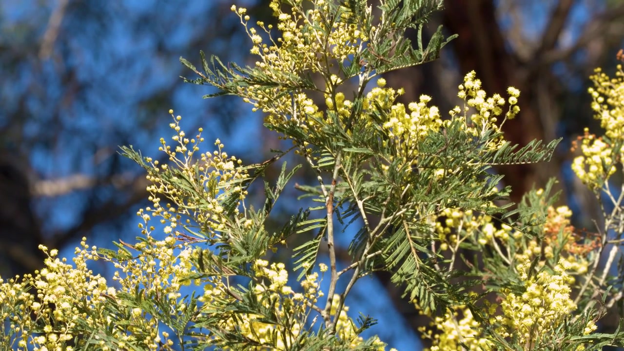 Nærbilde av blomstrende gule akasiablomster som svaier mot en blå himmel i Wentworth Falls, Australia