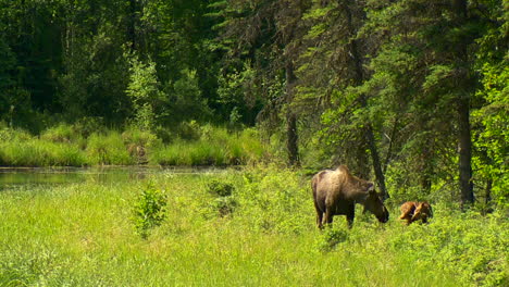 moose and calf looking out for danger and swatting bugs away