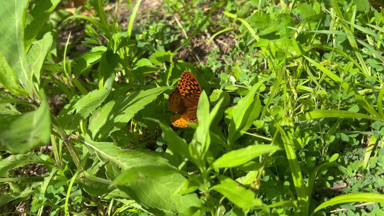 una gran mariposa fritillaria, speyeria cybele, descansando en un parche de hierba verde y luego volando lejos