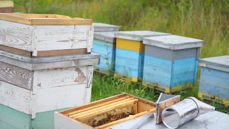 man in apiary protective clothes cleans honeycomb with brush. selective focus on wooden frame for collecting honey.
