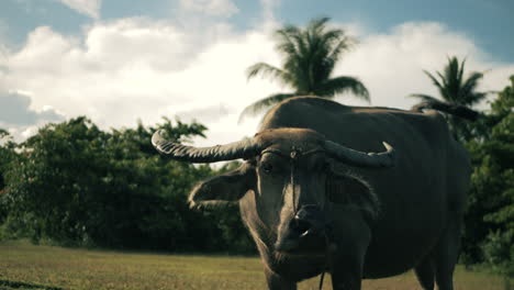 water buffalo in a field