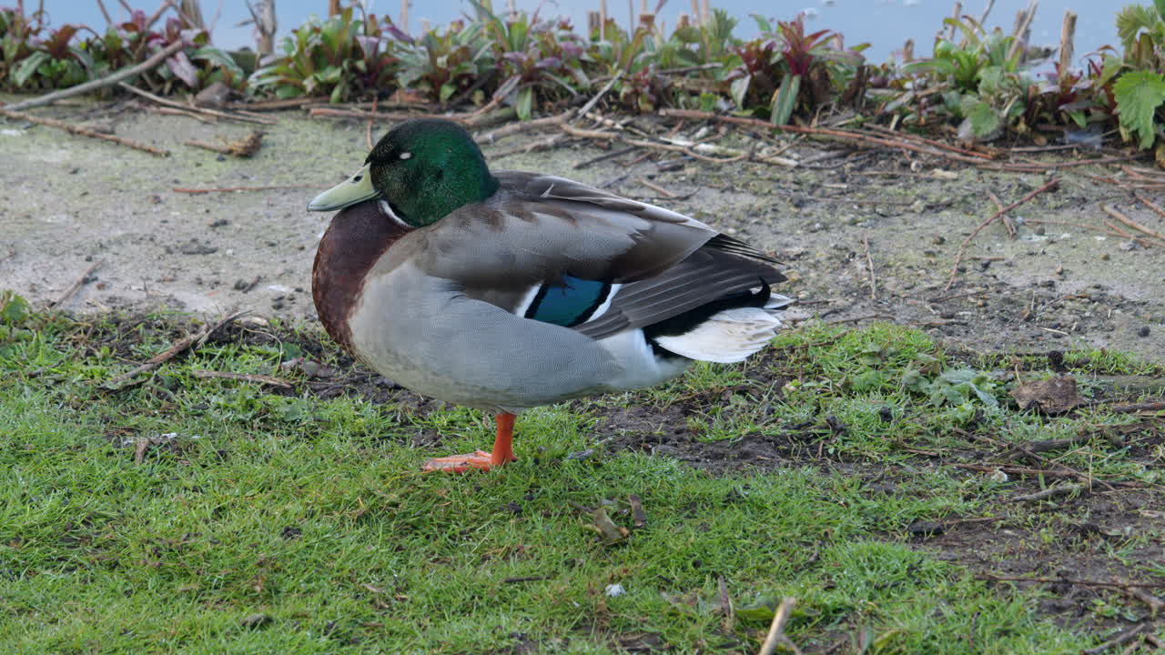 shot of a male Rouen duck resting in the morning at Rollesby Broad taken from the A149 at Ormesby St Margaret