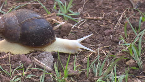 snail in grass and dirt
