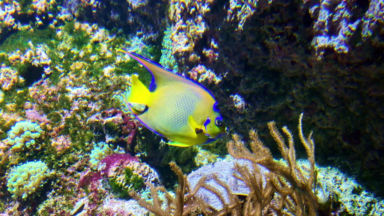Close-up view of queen angelfish also known as the golden angelfish, or yellow angelfish in a tropical aquarium setting