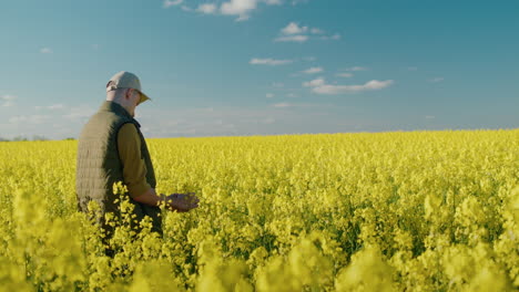 landwirt bei der inspektion eines rapsfeldes