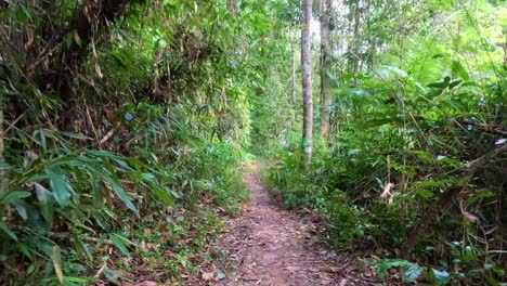 el camino del bosque exuberante en khao yai, tailandia