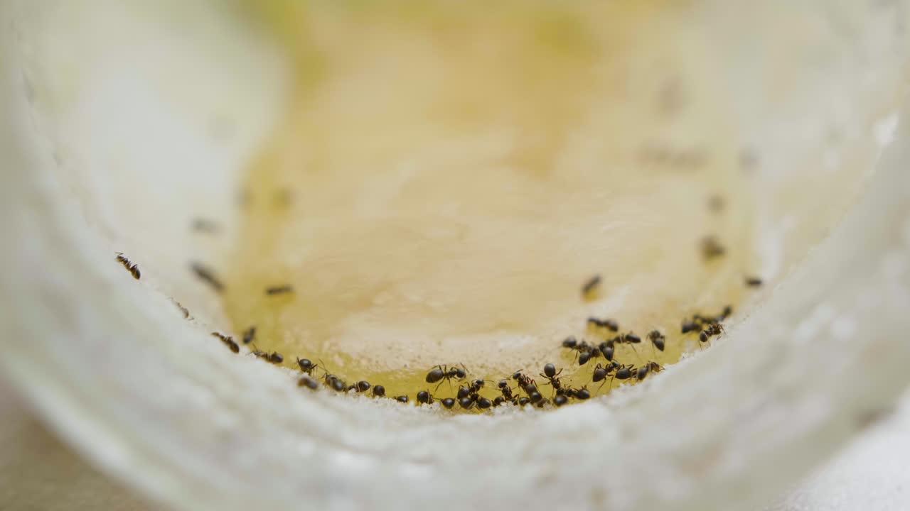 las hormigas comen la miel dulce de la jarra en la cocina en el día de verano
