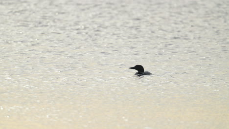 Loon in Water Dripping Beak