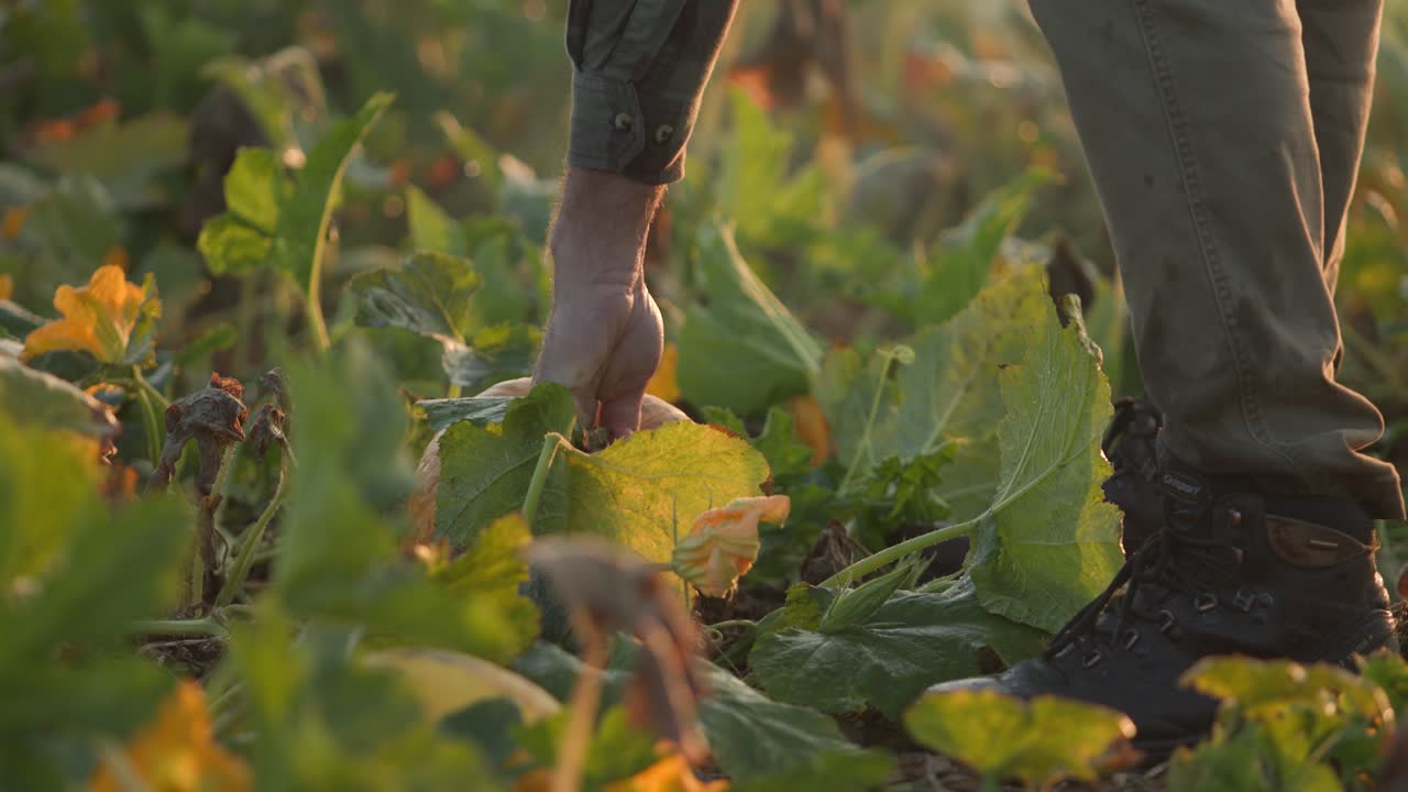 ⁇ 에서 할로윈 호박을 손으로 뽑는 농부. 따뜻한 뒷조명  ⁇ 빛으로 가까이 촬영