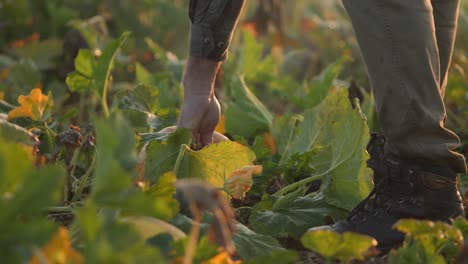 farmer handpicking halloween pumpkins from field close up shot with warm backlit sunlight