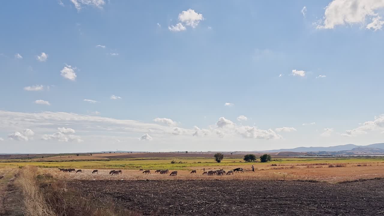 Cows, calves, sheep and goats walking and feeding grass in the village fields
