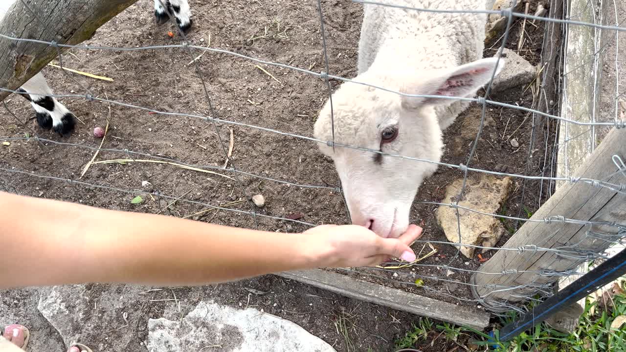Up-close handheld shot: A woman's hand gently feeds a sheep on a peaceful farm, embodying a tender connection between human and animal