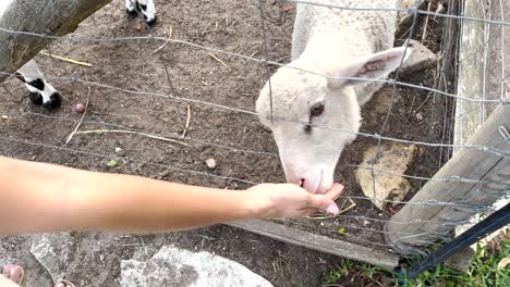 up-close handheld shot: a woman's hand gently feeds a sheep on a peaceful farm, embodying a tender connection between human and animal