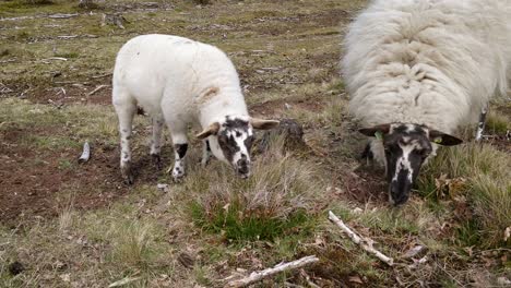 Schafe-Grasen-Auf-Einer-Heide