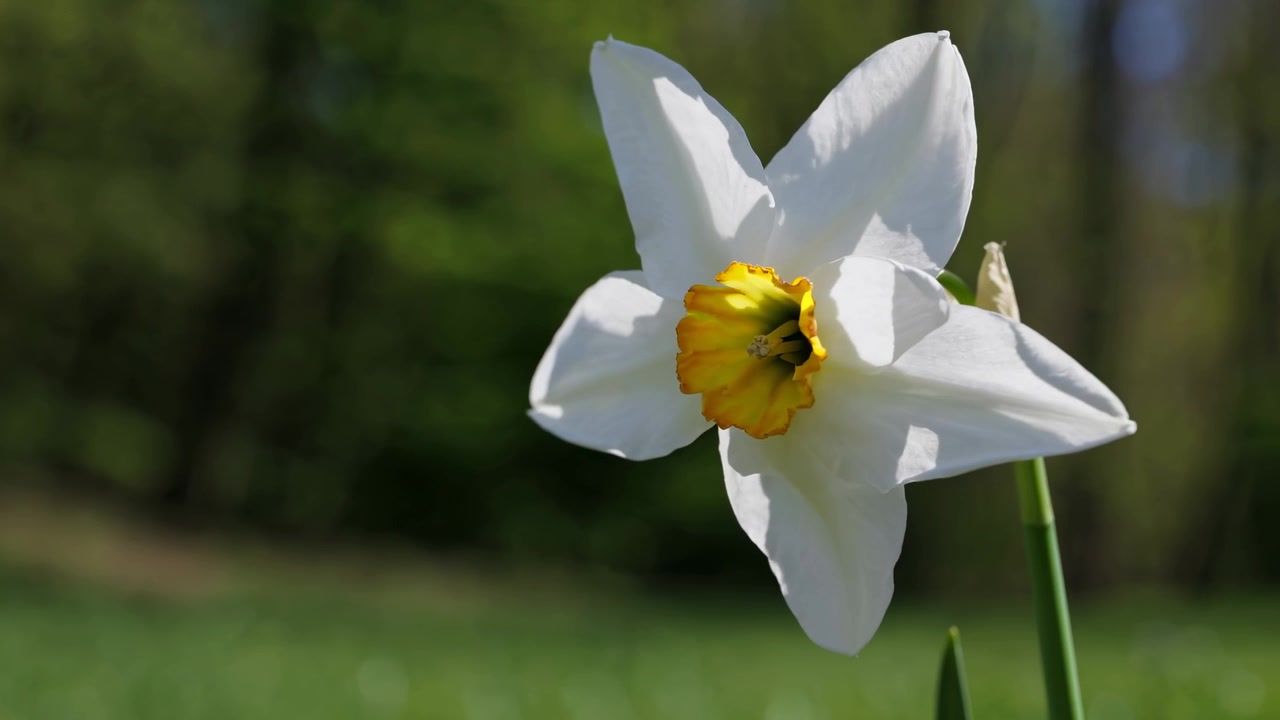 Enkelt hvid påskelilje i blomst i en solrig have