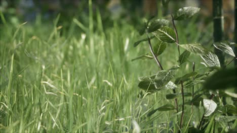 fresh green grass on the forest