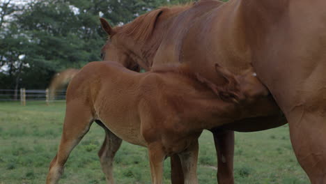 closeup of a young colt being fed by his mother