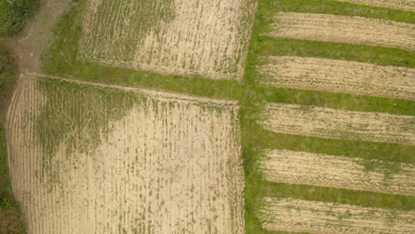 aerial topdown view of crop fields pattern, ascending shot