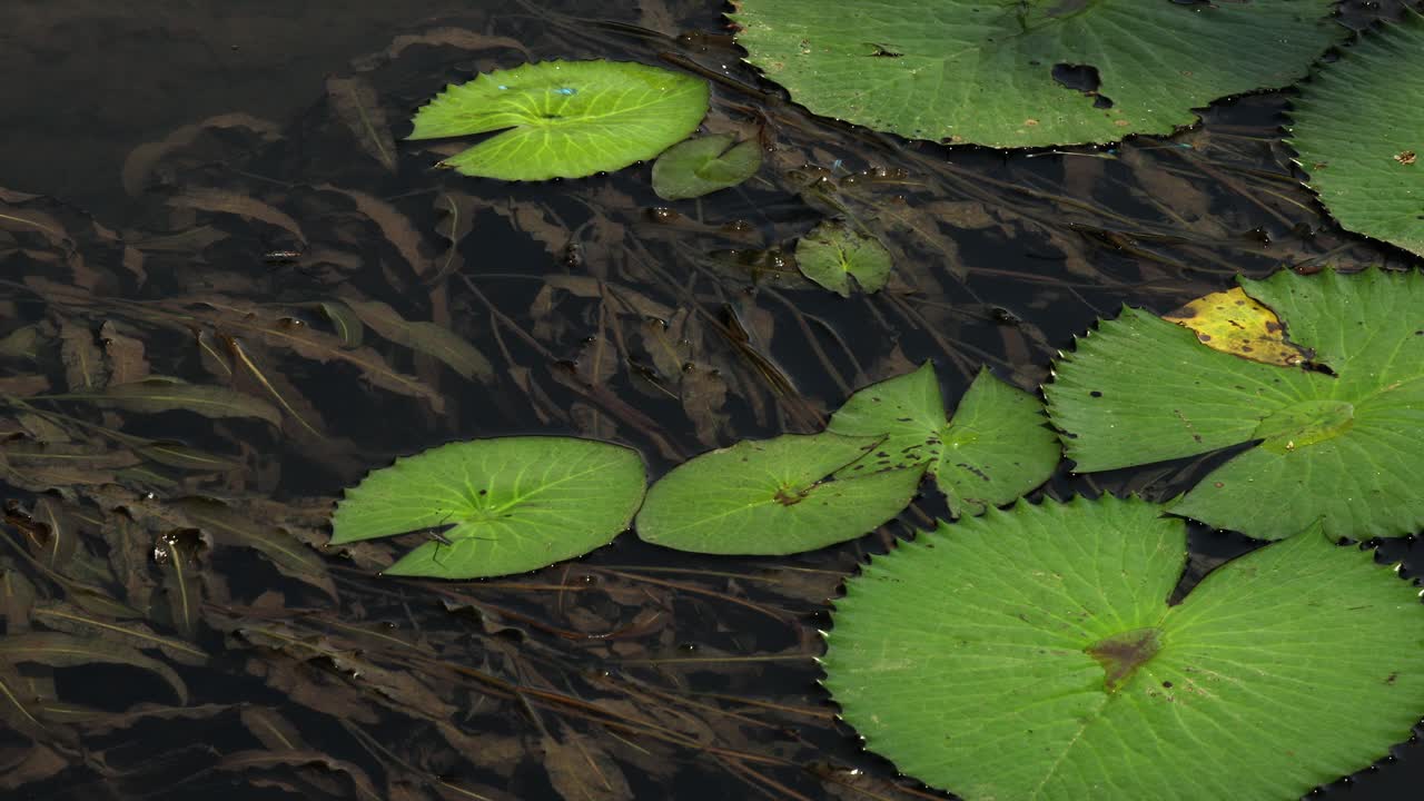 Primo piano di una libellula posata su foglie verdi galleggianti in uno stagno.