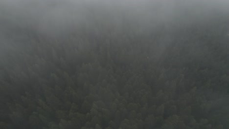 Top-down-aerial-of-a-misty-forest-with-grey-clouds-in-Bosnia