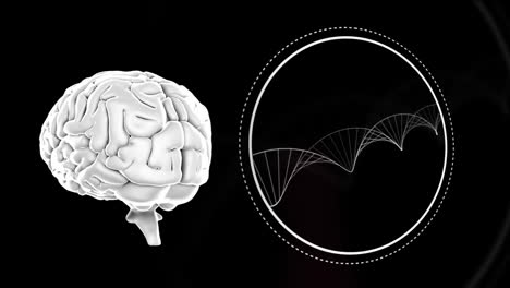 Animación-Digital-Del-Cerebro-Humano-Y-La-Estructura-Del-Adn-Girando-Sobre-Fondo-Púrpura