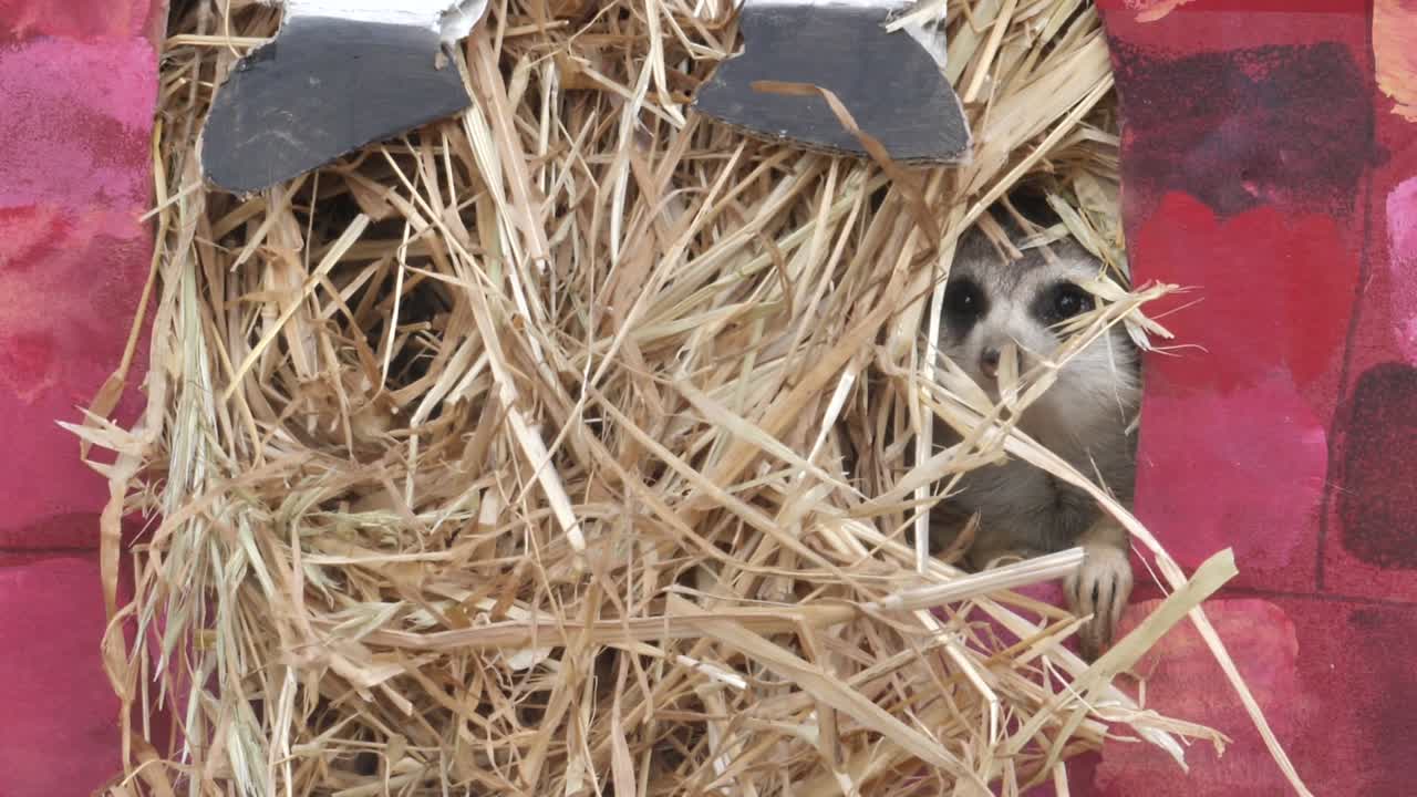 Ein spielerisches Erdmännchen streckt seinen Kopf aus einem Heuballen