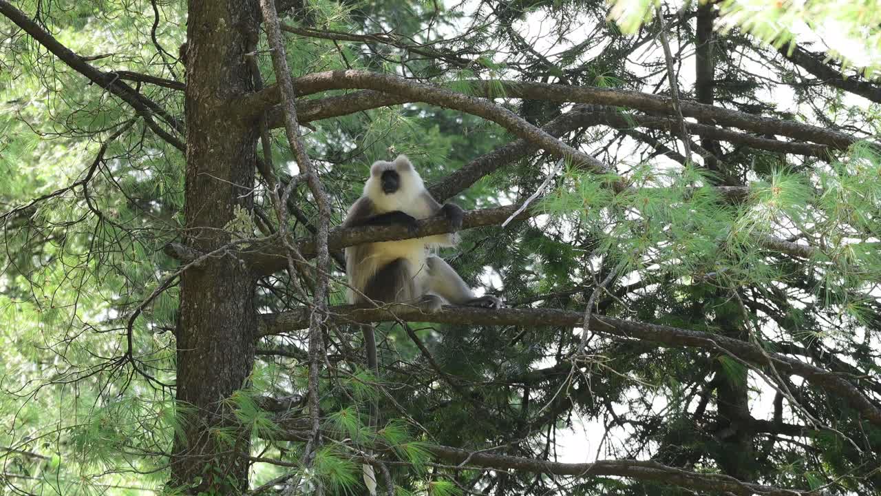 Gray Langur Monkey in a Tree