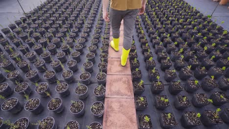 jardinero joven, florista trabajando en el invernadero.