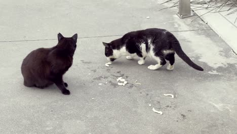 three cats found scattered street food