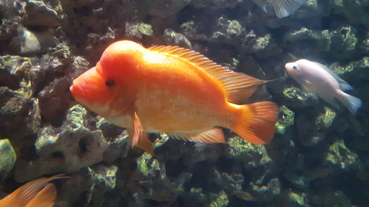 Red devil cichlid fish (Amphilophus labiatus) close up shoot