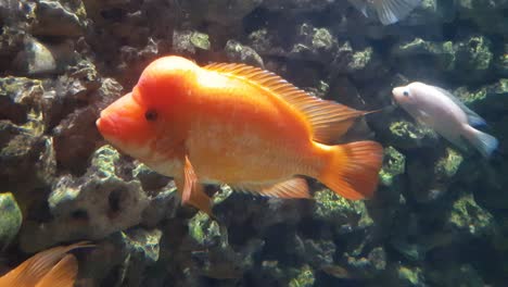 red devil cichlid fish (amphilophus labiatus) close up shoot