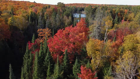 adelante vuela sobre la colorida naturaleza otoñal con un lago en un vasto bosque