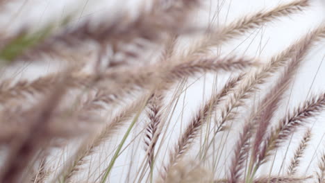 Ears-of-grass-sway-in-the-wind