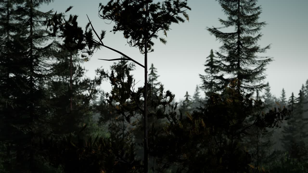 안개 가 있는 이른 아침 에 안개 가 있는 북유럽 숲