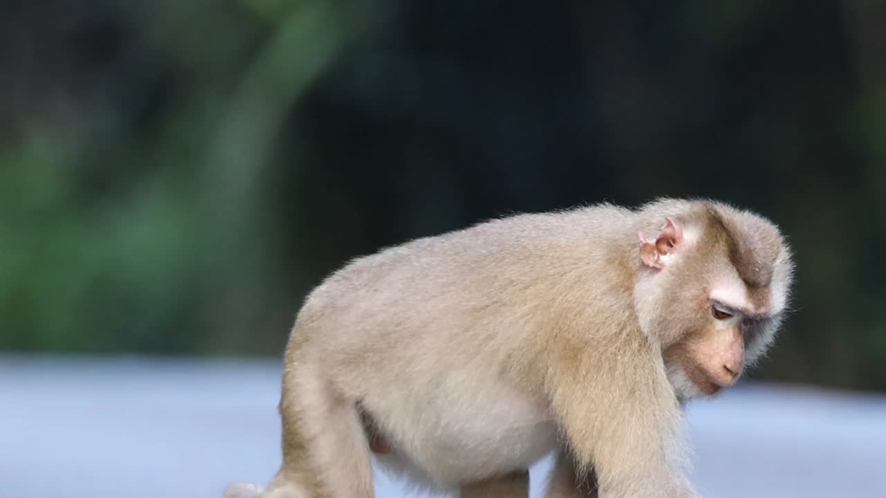 A medium shot of a wild monkey sitting on asphalt while eating and looking around