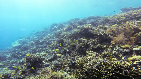 Kameraflüge-über-Ein-Lebendiges-Korallenriff-Voller-Meereslebewesen,-Die-Die-Atemberaubende-Vielfalt-An-Korallen-Und-Fischen-Im-Klaren-Blauen-Wasser-Von-Raja-Ampat-In-Indonesien-Zeigen