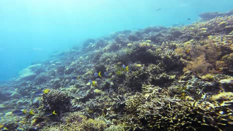 los vuelos de la cámara sobre un vibrante arrecife de coral lleno de vida marina, mostrando la impresionante diversidad de corales y peces en las aguas azules claras de raja ampat en indonesia