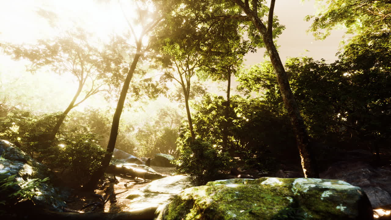 el lapso de tiempo de una selva tropical en las montañas de puerto rico