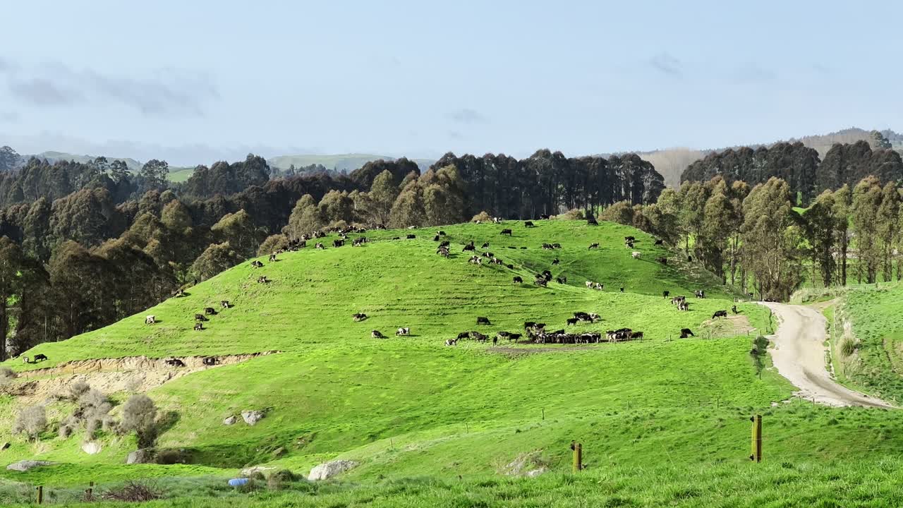 A vibrant scene of New Zealand pastures, featuring a lush green hillside dotted with grazing black and white cattle. The beauty and tranquility of rural New Zealand.