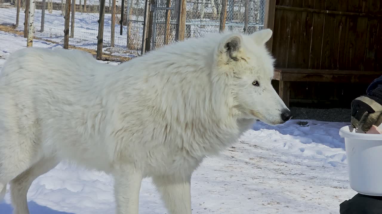 White wolf takes food by hand in a snowy enclosure, capturing a close winter wildlife moment with thick fur, calm behavior, and controlled feeding in a cold outdoor habitat